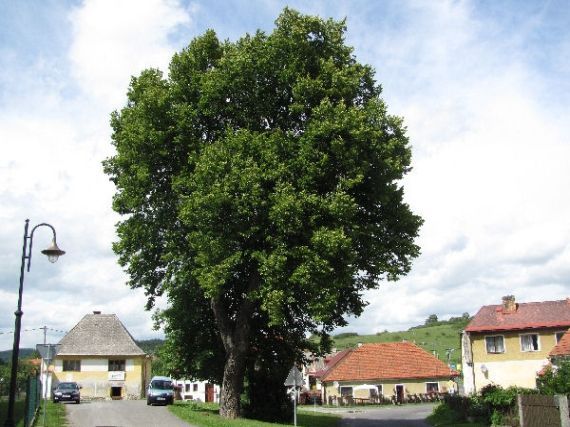 lípa Hrádek u Sušice