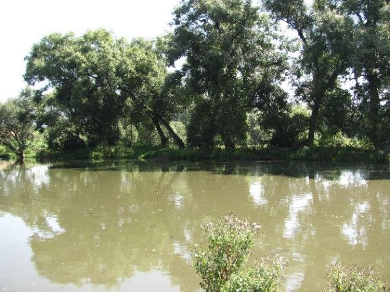 rybník Předslav