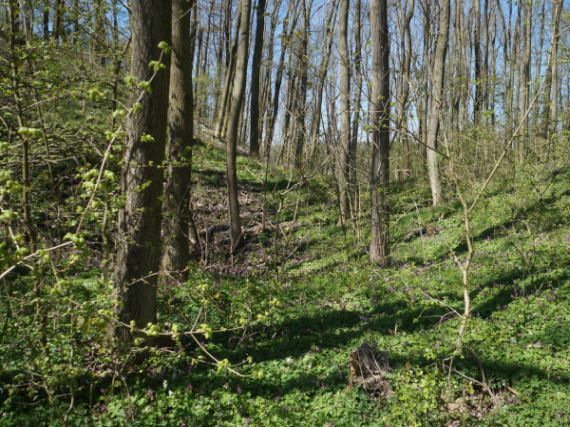 hradiště Hůrka, Starý Plzenec