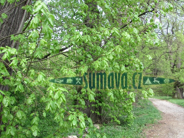 Dolejší Krušec