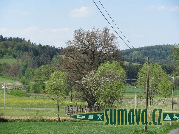 dub u Svítivých hlav Mokrosuky