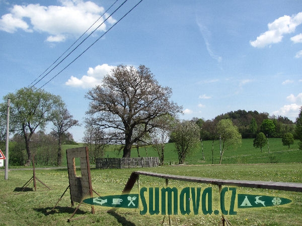 dub u Svítivých hlav Mokrosuky
