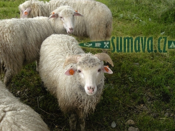 Filipova Huť