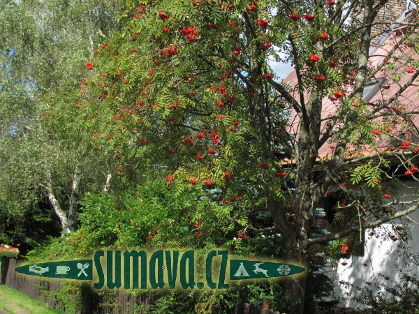 Javorná