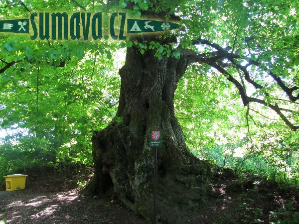 lípa Lešišov