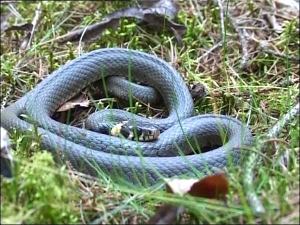 Méďové II - Šumavské klouzání