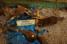 muzeum vycpaných zvířat - Tiermuseum Pfeiffer - Regenhütte (D)