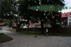 Srní