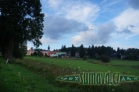 Srní