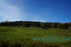 Srní