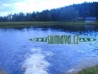 Srní