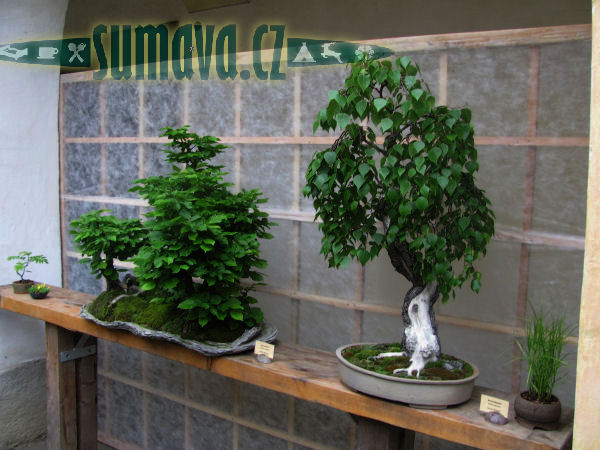 výstava Bonsai Merklín