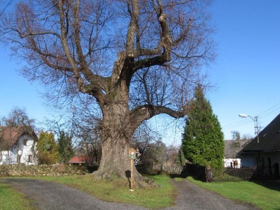 lípa Krotějov