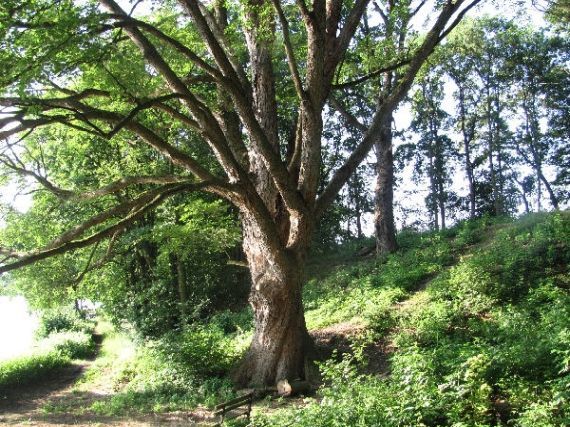 Bílkovský javor, Starý Dvůr