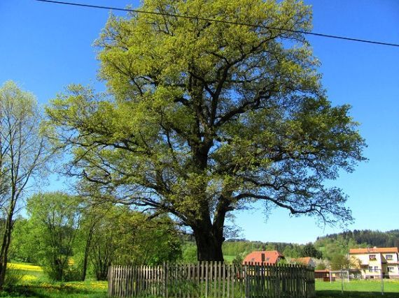 dub u Svítivých hlav Mokrosuky