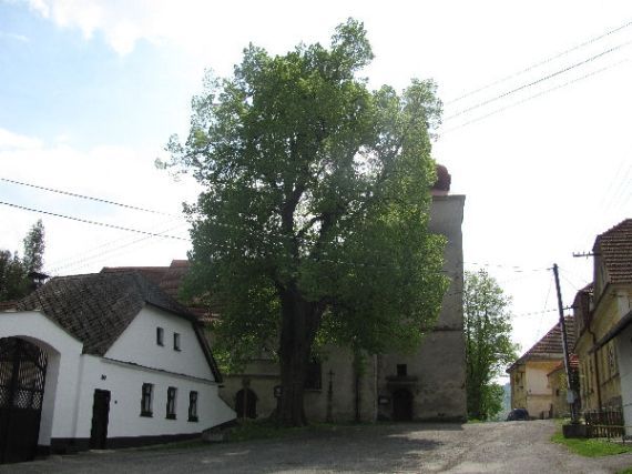 lípa Poleň