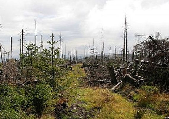 Holý vrch 1295 m n. m.