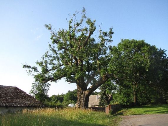 Starý Dvůr