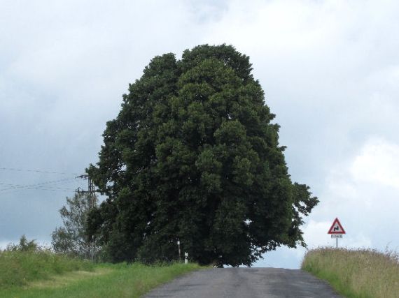 lípy Dobřemilice