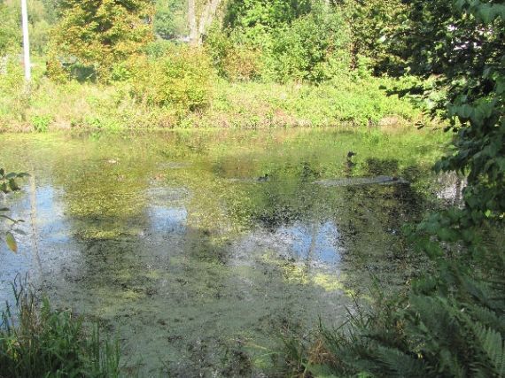 Dvorský rybník Žinkovy