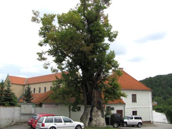 Cisterciácká lípa na návsi, Zlatá Koruna