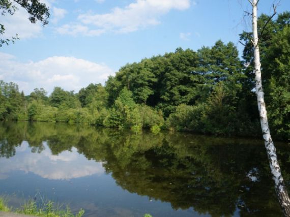 Mlýnský rybník, Třeboň