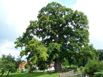 Starodvorské duby, Starý Dvůr