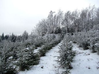 palebné postavení Boudovka