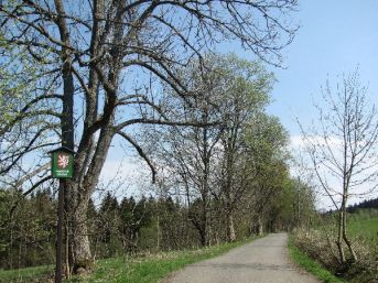 javorová alej u Busilu