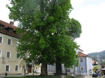 lípy Neukirchen bei Heiligen Blut