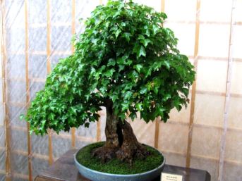 výstava Bonsai Merklín