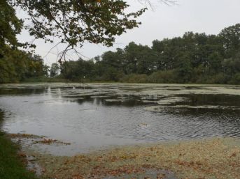 Pivovarský rybník, Bzí