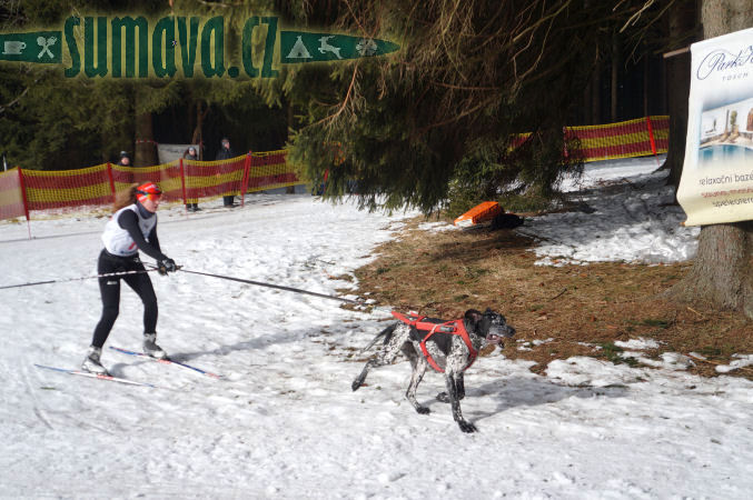 Belvederský sprint, 1. skijöringový závod na Železnorudsku