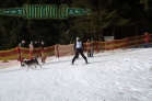 Belvederský sprint, 1. skijöringový závod na Železnorudsku