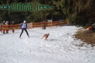 Belvederský sprint, 1. skijöringový závod na Železnorudsku