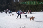 Belvederský sprint, 1. skijöringový závod na Železnorudsku