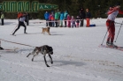 Belvederský sprint, 1. skijöringový závod na Železnorudsku