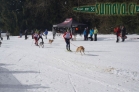 Belvederský sprint, 1. skijöringový závod na Železnorudsku