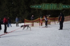 Belvederský sprint, 1. skijöringový závod na Železnorudsku