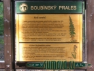 Boubínský prales