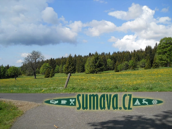 Bučina