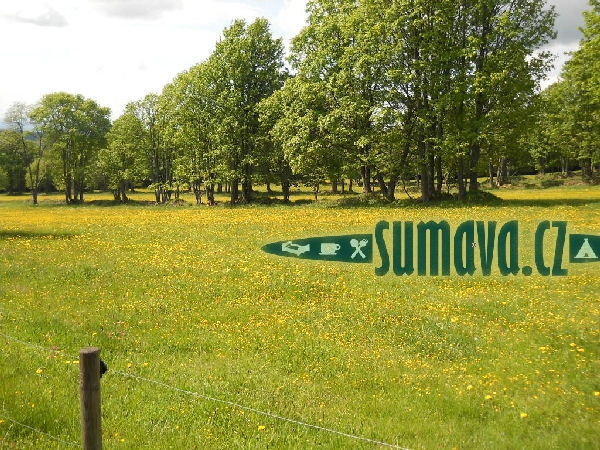 Bučina