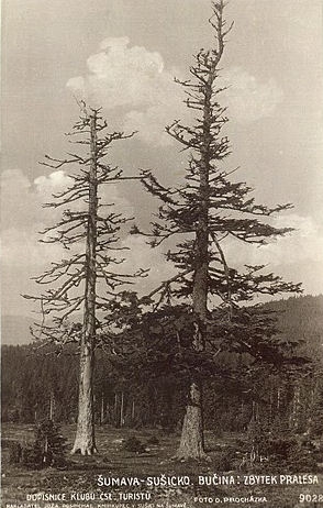Bučina (historické)