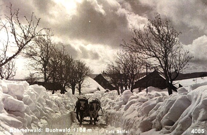 Bučina (historické)