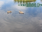 Chalupská slať