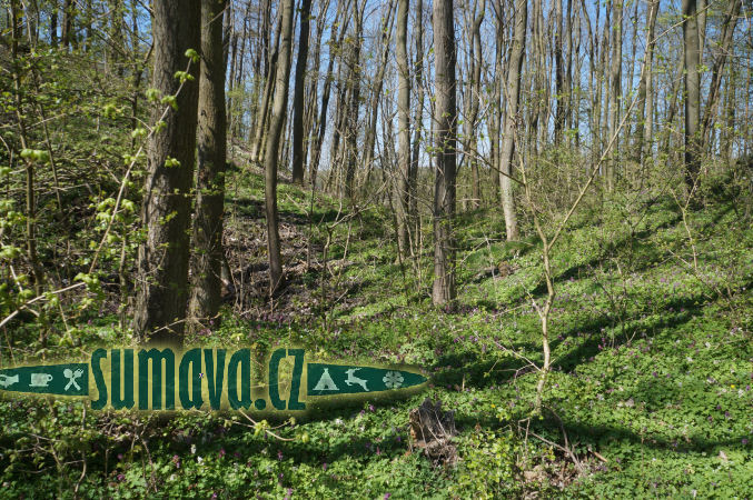 hradiště Hůrka, Starý Plzenec