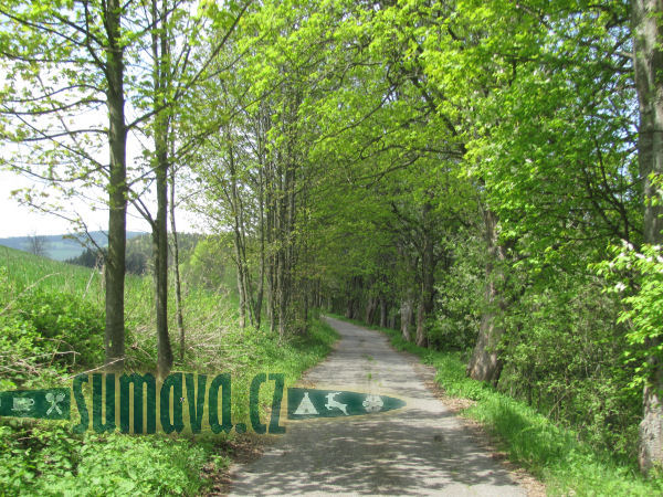 javorová alej u Busilu