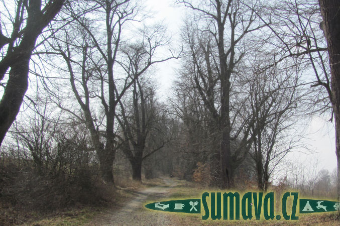 lipová alej ke sv. Anně, Horšovský Týn