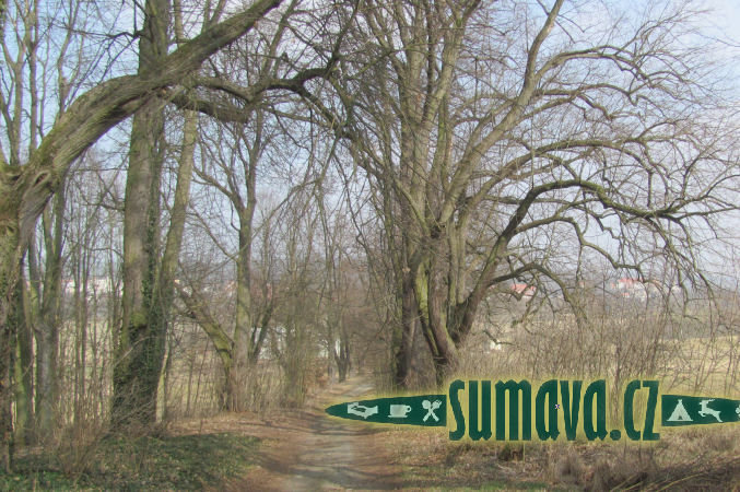 lipová alej ke sv. Anně, Horšovský Týn