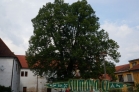 lípa zámek Žichovice